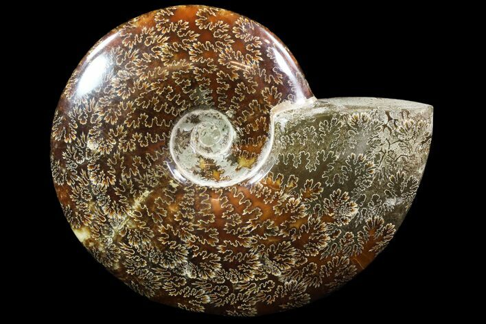 Polished, Agatized Ammonite (Cleoniceras) - Madagascar #88134